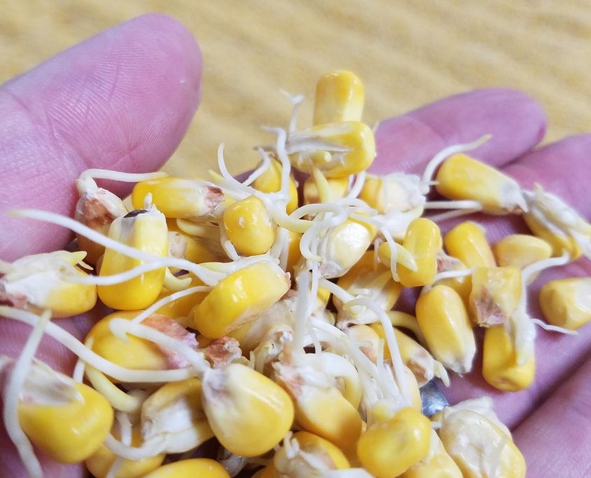 Riverbend-Malt-House-Sprouted-Corn