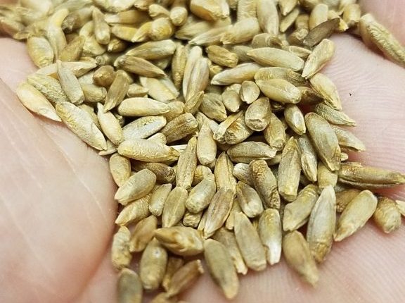 Seashore Black Rye Malt