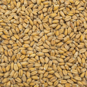 Wheat
